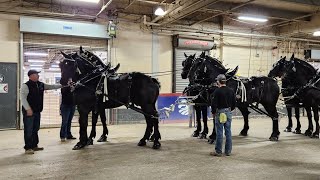 Stunning display of beautiful horses [upl. by Mcgraw]