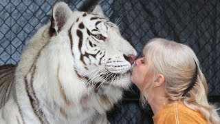 Florida Woman Keeps Bengal Tigers In Her Garden [upl. by Ardnnaed]