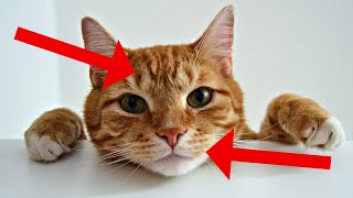 26 Surprising Facts About TABBY CATS [upl. by Edie]