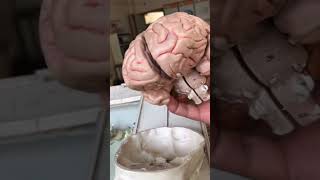 Human Skull amp Brain  इंसान की खोपड़ी और ब्रेन अन्दर से कैसा होता है viral trending shorts shots [upl. by Katheryn702]