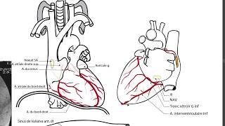 APPAREIL CARDIOVASCULAIRE 2 [upl. by Malek]