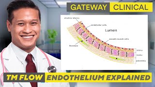 Endothelium Explained [upl. by Alyahsat]