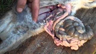 Killing Skinning and Gutting a Rabbit Part 2 [upl. by Phaidra]