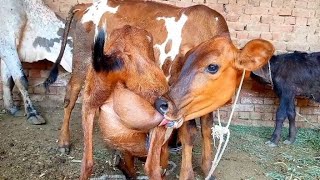 goat milking interesting latest video must watch🤩 [upl. by Annamaria]