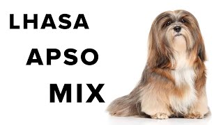 Lhasa Apso Mix Dogs Review [upl. by Ailat]