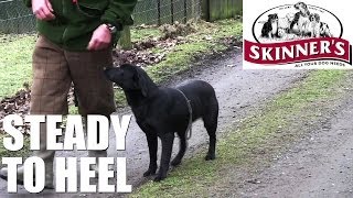 Gundog training tips  Steady to heel [upl. by Ednutabab]