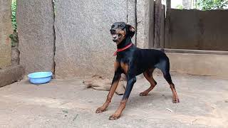 Doberman barking soundAggressive DobermanDoberman American pinscher [upl. by Einyaj471]