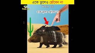 porcupine attack by শিক্ষার পথ [upl. by Deron608]