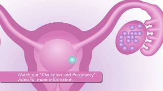 Ovulation and Pregnancy [upl. by Assennej181]