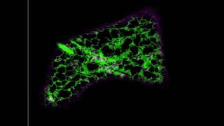 Fluorescent Golgi bodies moving over membranes of the endoplasmic reticulum in plants [upl. by Ole]