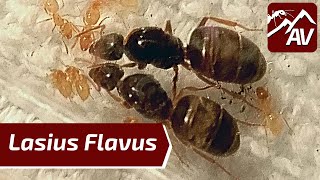 Lasius Flavus The Yellow Medow Ants  Ant Guide [upl. by Harday]