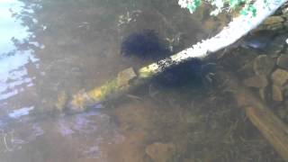 School of Bullhead Catfish minnows [upl. by Maibach]