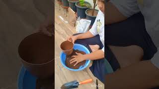 Transferring pothos to soil lyrics plant gardening pothos viral  shorts [upl. by Aneeram]