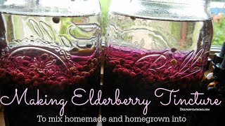 HOW TO Making an Elderberry Tincture [upl. by Cilurzo]