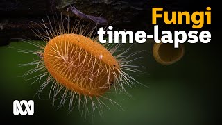 Fungi timelapse photography by Planet Earth IIs Steve Axford 🍄📷  ABC Australia [upl. by Aicek325]