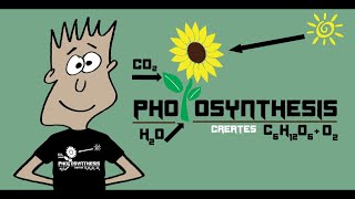 The Photosynthesis Song  Mister C Song 8 [upl. by Uzziel863]