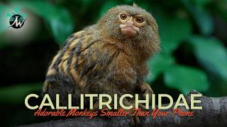 Meet the Callitrichidae Adorable Monkeys Smaller Than Your Phone [upl. by Garv]