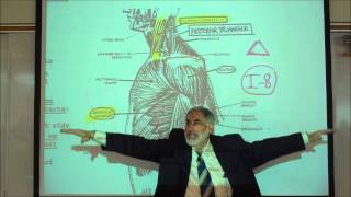 ANATOMY MUSCLES OF THE SHOULDER amp UPPER ARM by Professor Fink [upl. by Adekan903]