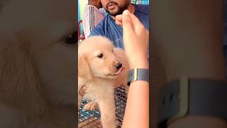 Cute golden retriever puppy for a very low priceGaliff Street pet marketKolkatadog priceIndia [upl. by Jezabella]