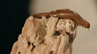 9 Florida Millipede Facts amp Care Tips  Pet Tarantulas [upl. by Chandler]