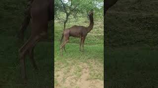 camels A longheaded female camel eats eight desert trees [upl. by Legim]