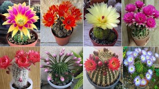 83 ECHINOPSIS Cactus Plant Varieties  Echinopsis Varieties  Echinopsis types  Plant and Planting [upl. by Slavin]