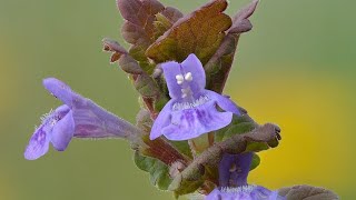 ELLERA TERRESTRE O EDERA TERRESTRE  USI IN CUCINA  Glechoma hederacea [upl. by Prouty]