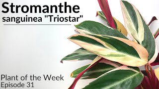 How To Care For Stromanthe sanguinea quotTriostarquot  Plant Of The Week Ep 31 [upl. by Kushner]