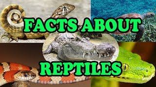 Facts about Reptiles  Science With Kids [upl. by Anol794]