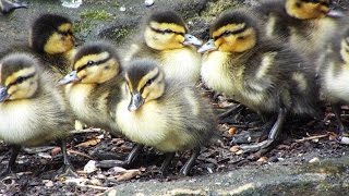 Leyland Ducklings [upl. by Kidder]