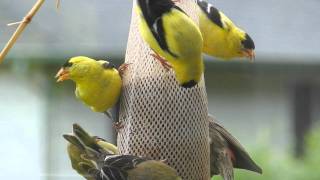 Goldfinches  Pine Siskins  Bird Feeder is PACKED Camano Island WA Enjoy [upl. by Stevena709]