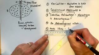 A level Biology  Allopatric vs Sympatric speciation [upl. by Doolittle379]