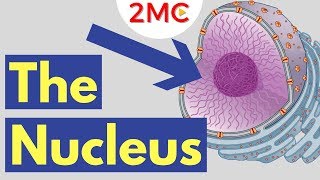 What is the Nucleus  Nucleus Structure and Function [upl. by Russian]