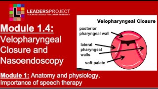 Module 14 Cleft Palate Speech and Feeding Velopharyngeal Closure and Nasoendoscopy [upl. by Riordan]