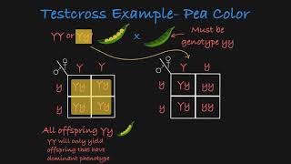 Back Cross Vs Test Cross  Genetics  Principles of Inheritance and Variation Class 12 BiologyNEET [upl. by Hpeosj]