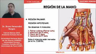 Anatomía Humana FÁCIL Región de la mano y miembro inferior  Ciencias básicas  Villamedic [upl. by Baptiste]