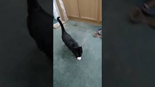 My cat plays fetch like a dog [upl. by Churchill844]