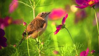 ノビタキ（1）コスモス（巾着田）  Stonechat  Wild Bird  野鳥 動画図鑑 [upl. by Harwell551]