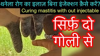 Treatment of mastitis with out injectable l बिना इंजेक्शन लगाएँ थनेला ठीक करें l dr umar khan [upl. by Seidel]