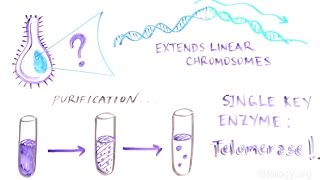 THE KEY TO CHROMOSOME IMMORTALITY The discovery of telomerase [upl. by Grigson]