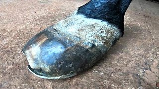 laminitis aguda [upl. by Assir]