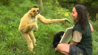 Conservation Connection White Cheeked Gibbon [upl. by Halimeda]