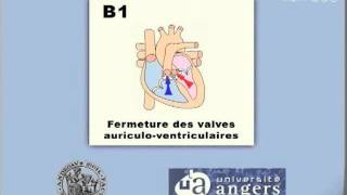 IPEC Examen cardiaque Les bruits du coeur [upl. by Neufer266]