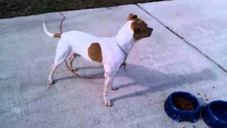 Pitbull mix with Chihuahua [upl. by Owen]