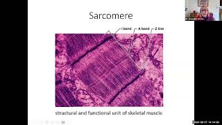 hbio9c sarcomere microanatomy 22 min [upl. by Pincus437]