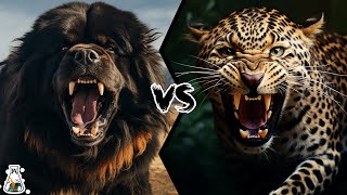 TIBETAN MASTIFF VS LEOPARD  Who Would Win a Fight [upl. by Sucramed]