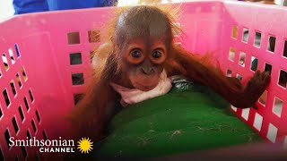 Baby Orangs Are Weighed to Assess Their Health ⚖️ Orangutan Jungle School  Smithsonian Channel [upl. by Reinhardt636]