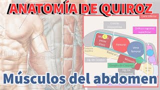 Músculos del abdomen l Anatomía de Quiroz [upl. by Lundberg]