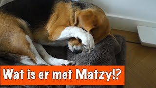 Arme Matzy  DierenpraatTV [upl. by Renado107]