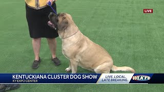 Meet Abbey the Mastiff at the Kentuckiana Cluster of Dog Shows [upl. by Haidabez745]